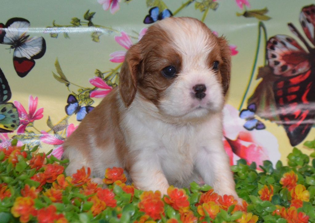 de la Vallée d'Alina - Chiots disponibles - Cavalier King Charles Spaniel