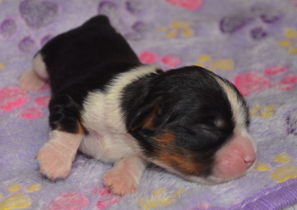 de la Vallée d'Alina - Chiots disponibles - Cavalier King Charles Spaniel