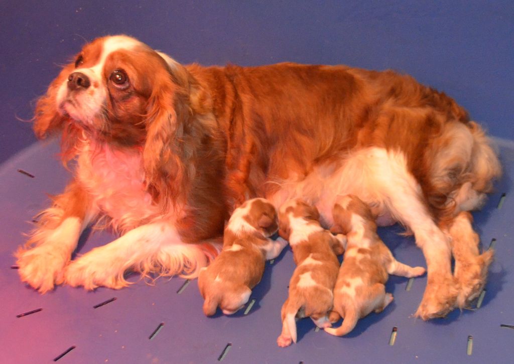 Chiot Cavalier King Charles Spaniel de la Vallée d'Alina