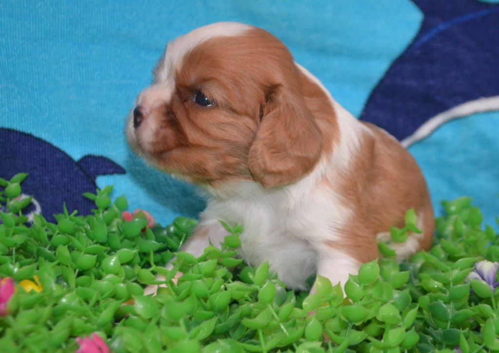 de la Vallée d'Alina - Chiots disponibles - Cavalier King Charles Spaniel