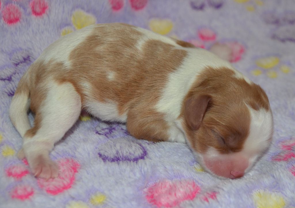 de la Vallée d'Alina - Chiots disponibles - Cavalier King Charles Spaniel