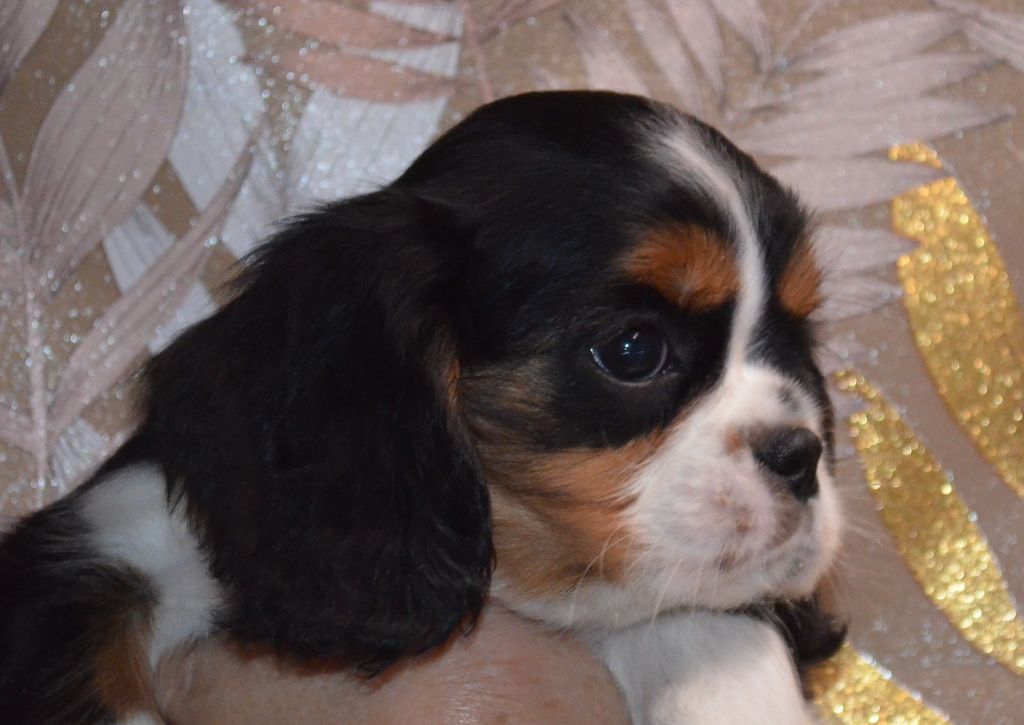 de la Vallée d'Alina - Chiots disponibles - Cavalier King Charles Spaniel