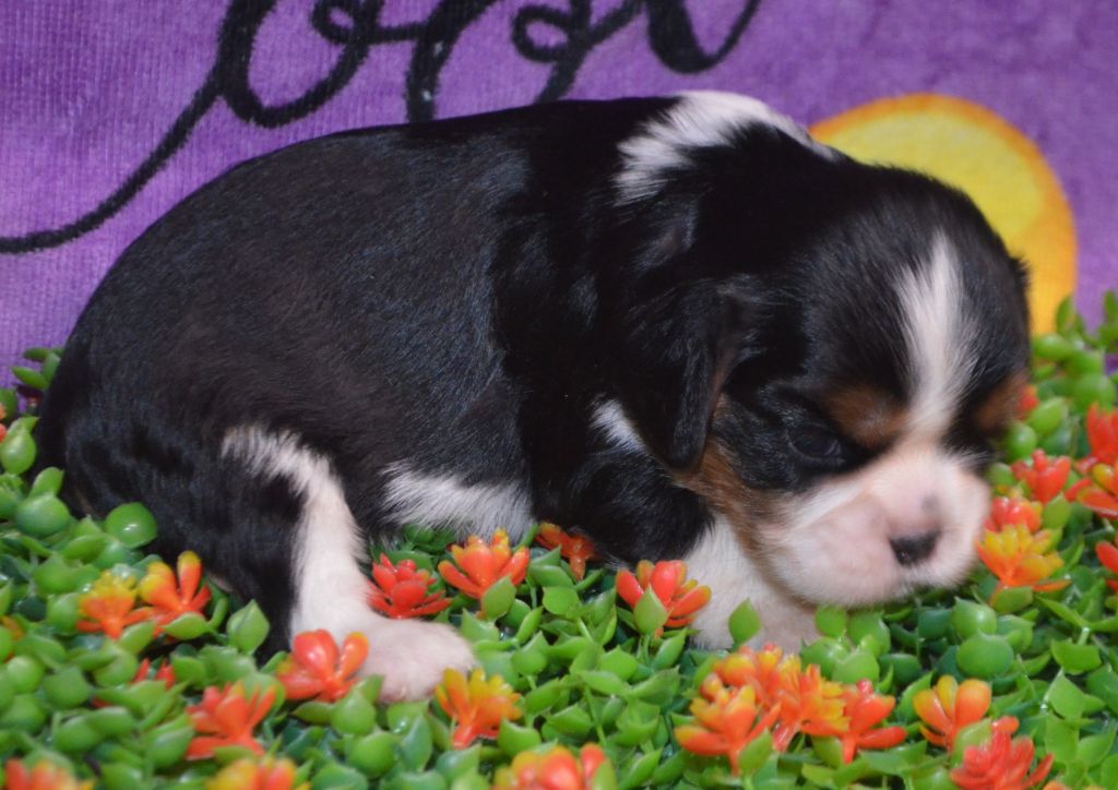 de la Vallée d'Alina - Chiots disponibles - Cavalier King Charles Spaniel