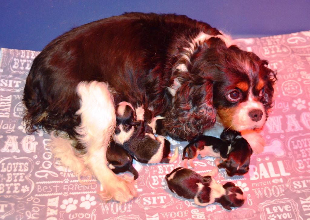 de la Vallée d'Alina - Chiots disponibles - Cavalier King Charles Spaniel
