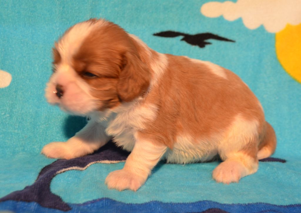 de la Vallée d'Alina - Chiots disponibles - Cavalier King Charles Spaniel