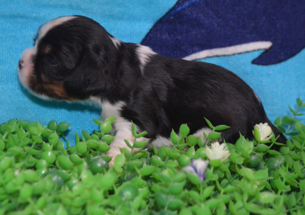 de la Vallée d'Alina - Chiots disponibles - Cavalier King Charles Spaniel