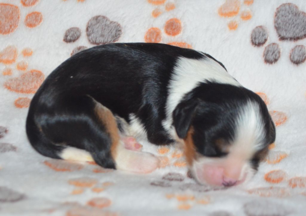 de la Vallée d'Alina - Chiots disponibles - Cavalier King Charles Spaniel