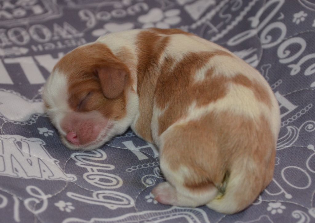 de la Vallée d'Alina - Chiots disponibles - Cavalier King Charles Spaniel