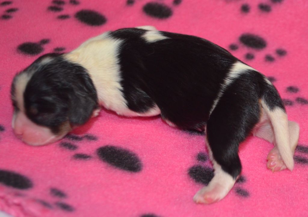 de la Vallée d'Alina - Chiots disponibles - Cavalier King Charles Spaniel