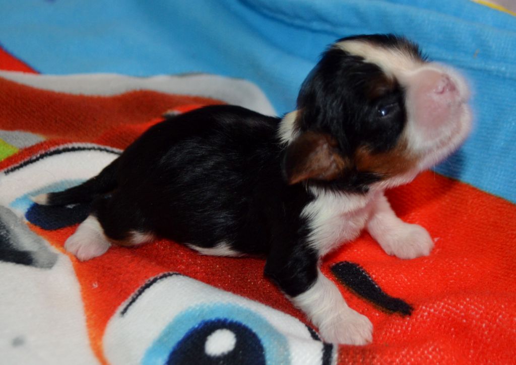 de la Vallée d'Alina - Chiots disponibles - Cavalier King Charles Spaniel