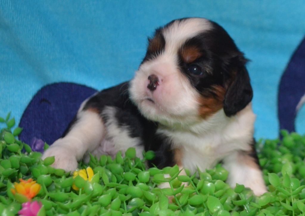 de la Vallée d'Alina - Chiots disponibles - Cavalier King Charles Spaniel