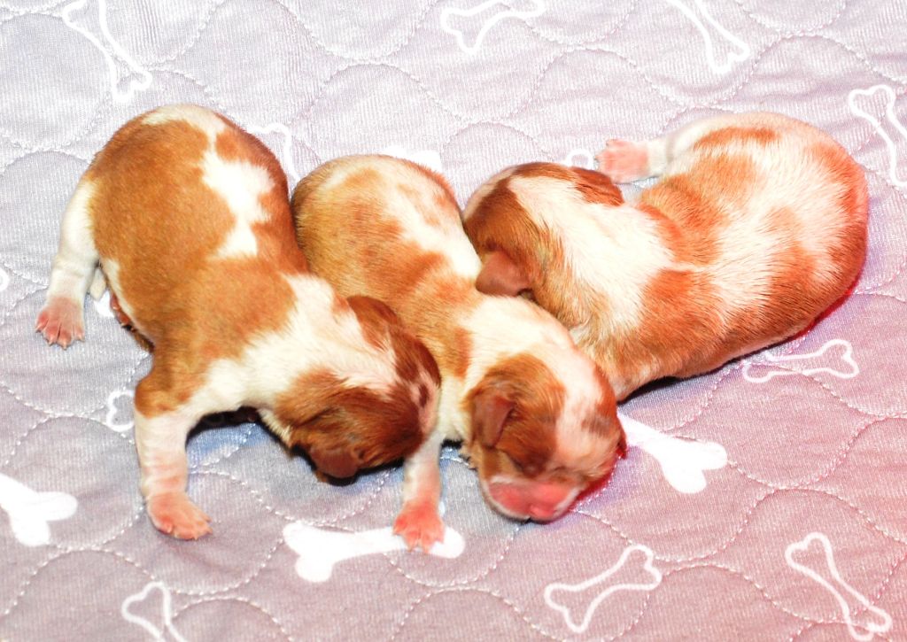 Chiot Cavalier King Charles Spaniel de la Vallée d'Alina