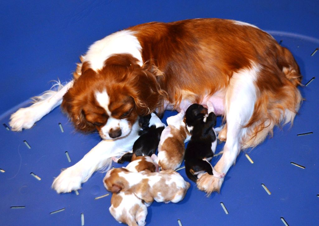 Chiot Cavalier King Charles Spaniel de la Vallée d'Alina