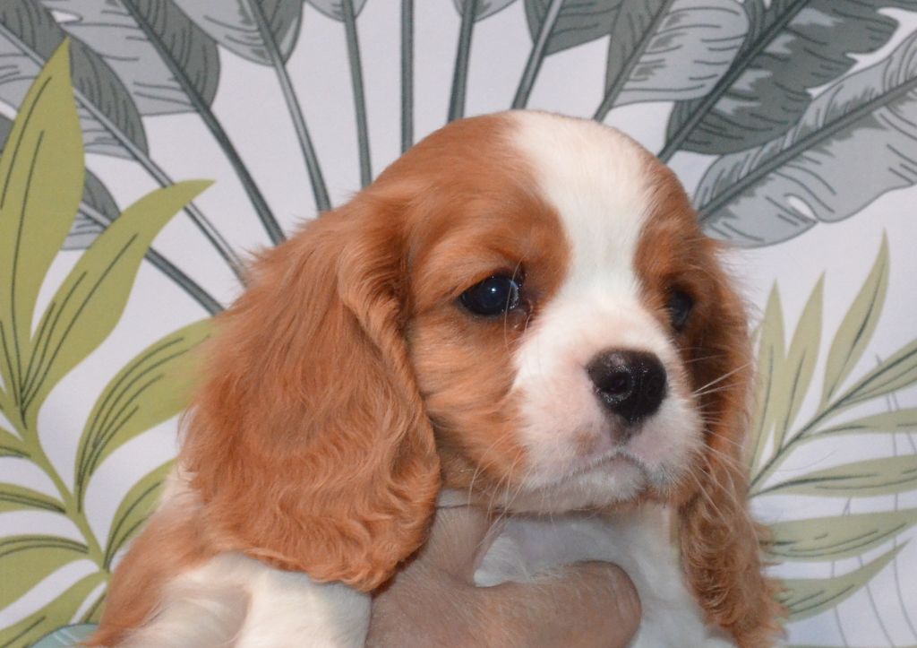 de la Vallée d'Alina - Chiots disponibles - Cavalier King Charles Spaniel