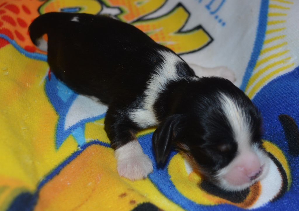 de la Vallée d'Alina - Chiots disponibles - Cavalier King Charles Spaniel
