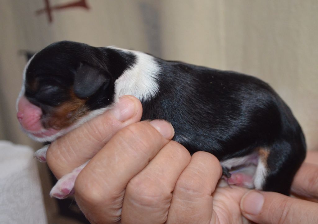 de la Vallée d'Alina - Chiots disponibles - Cavalier King Charles Spaniel