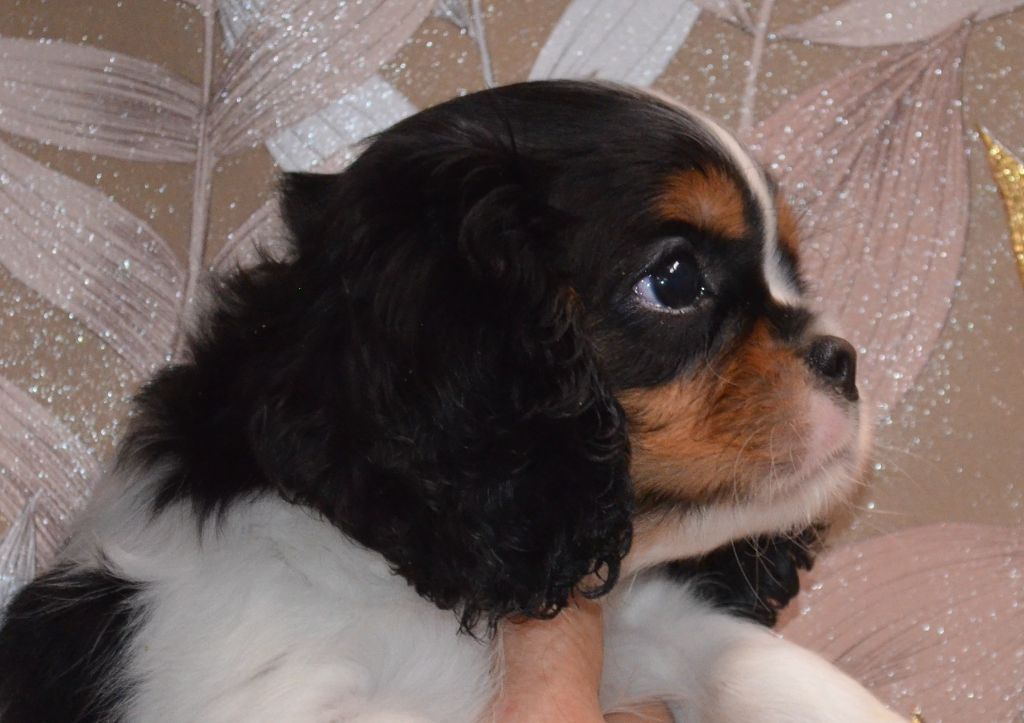 de la Vallée d'Alina - Chiots disponibles - Cavalier King Charles Spaniel